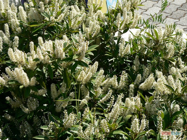 P1010491
