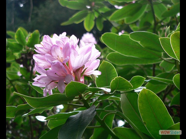 P1020287
