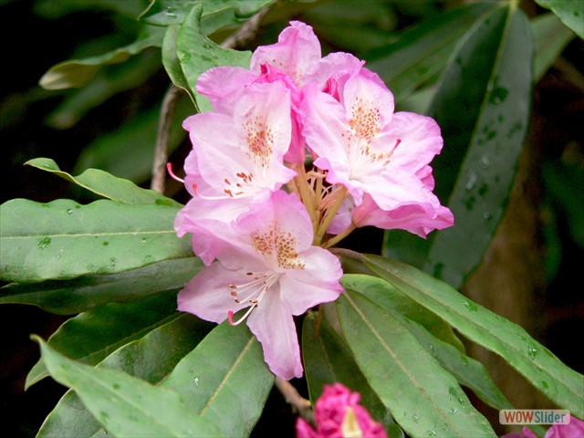 P1020339