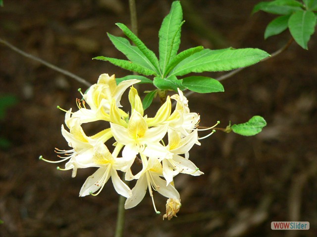 P1020452