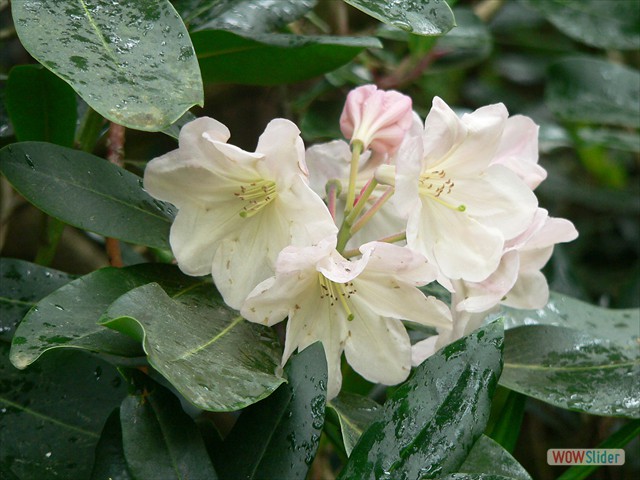 P1020559